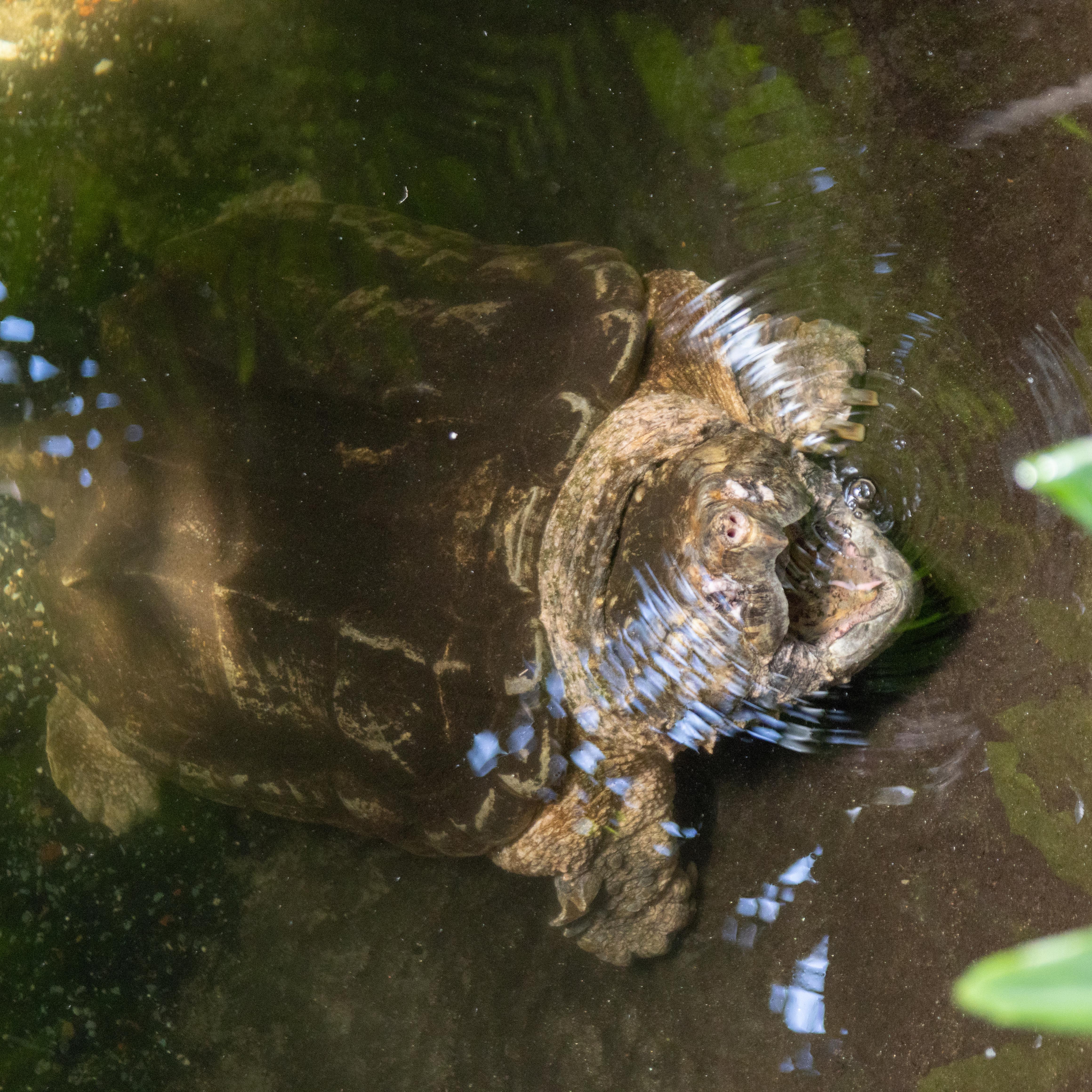 snapping turtle